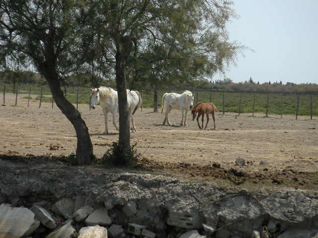 Camargue